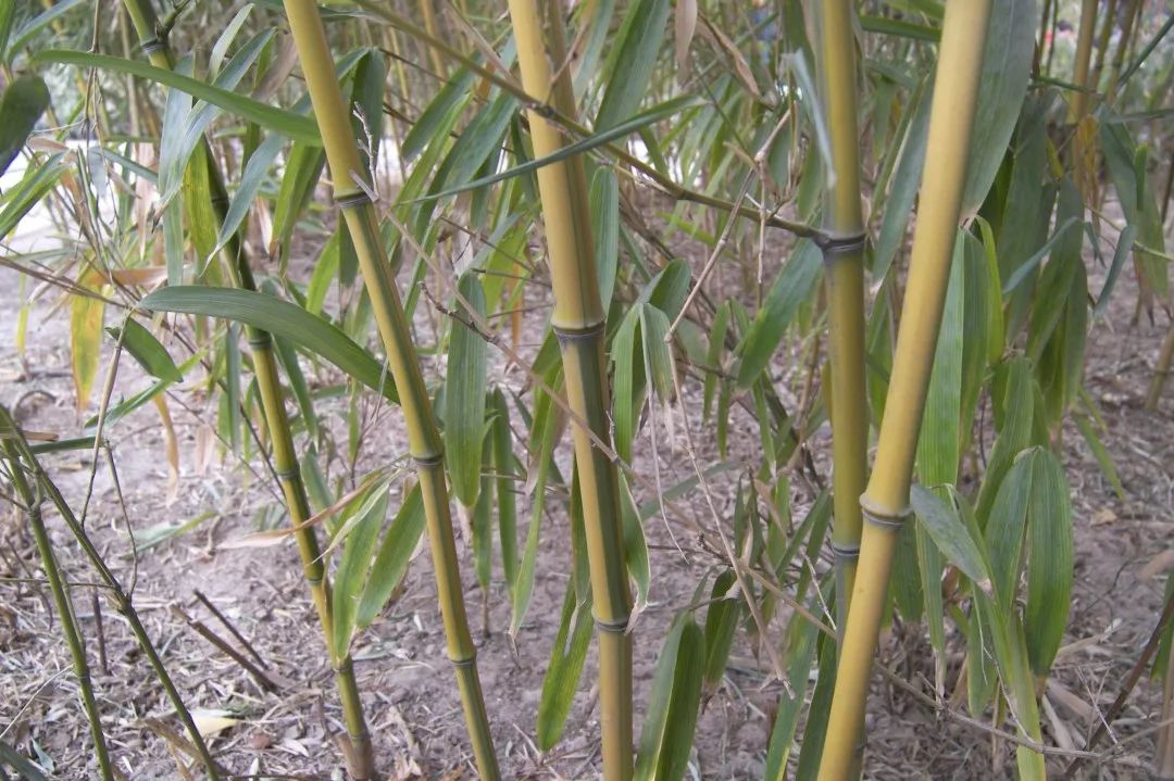 中國是竹子的故鄉,是世界上竹類植物的起源和現代分佈中心之一.