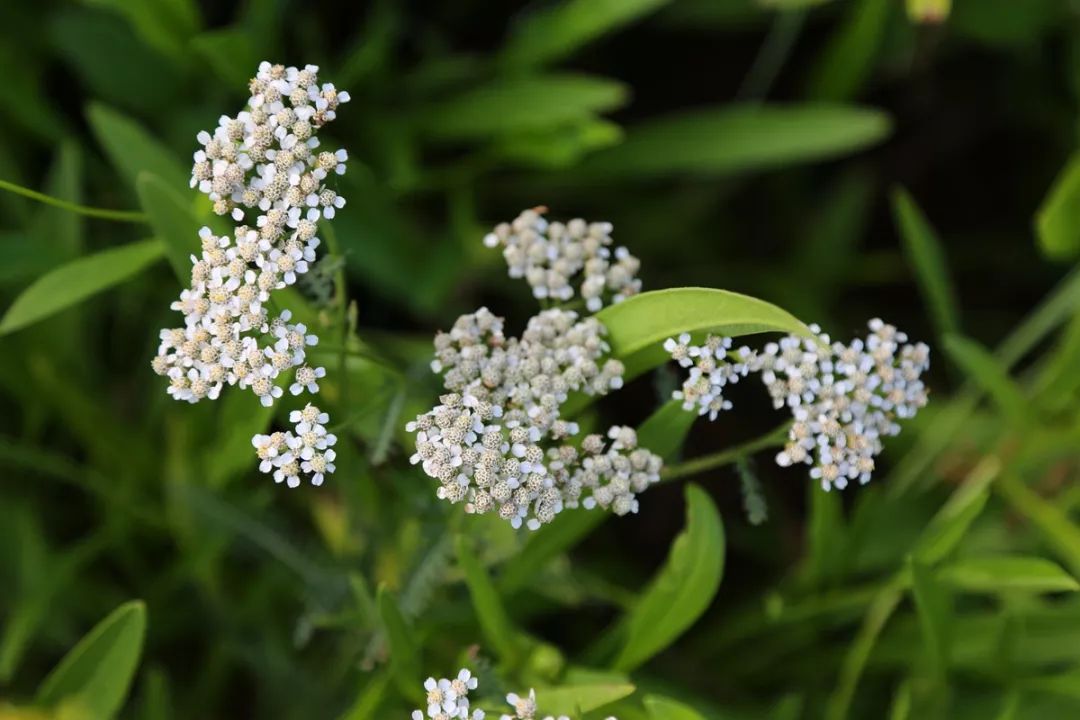 復傘形花序頂生;花梗多數;花小,花白色或淡紅色.