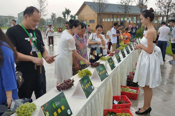 中国·彭山第九届葡萄节正式开幕!看美女,看美食.