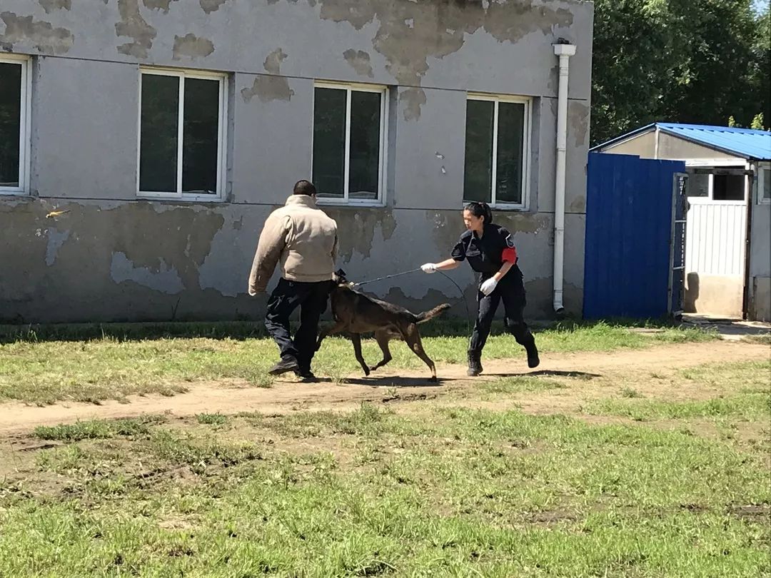 小小訓犬員公交總隊訓犬基地體驗活動活動火熱報名中