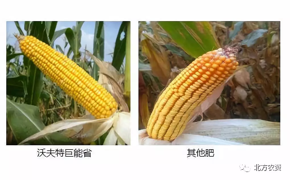 玉米长势对比减量增效 助力质量兴农王莹中国磷复肥协会新型肥料分会