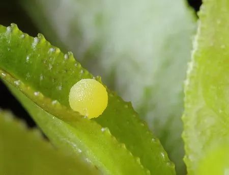 柑橘凤蝶幼虫有毒吗图片