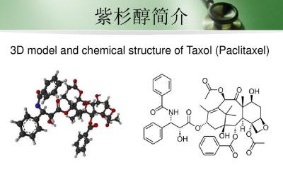 紫杉醇结构图片