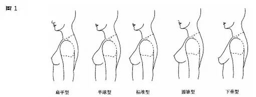 正常乳房的形态及位置图片