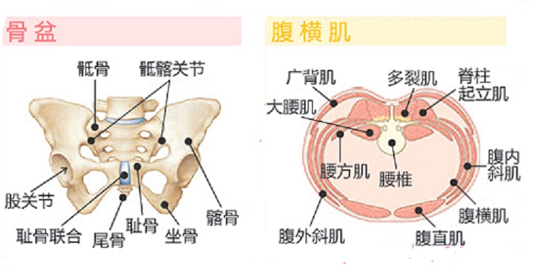 治療骨盆旋轉移症的10種正骨手法