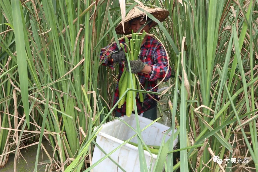 盤谷鄉水尾村:發展茭白種植,增加農民收入