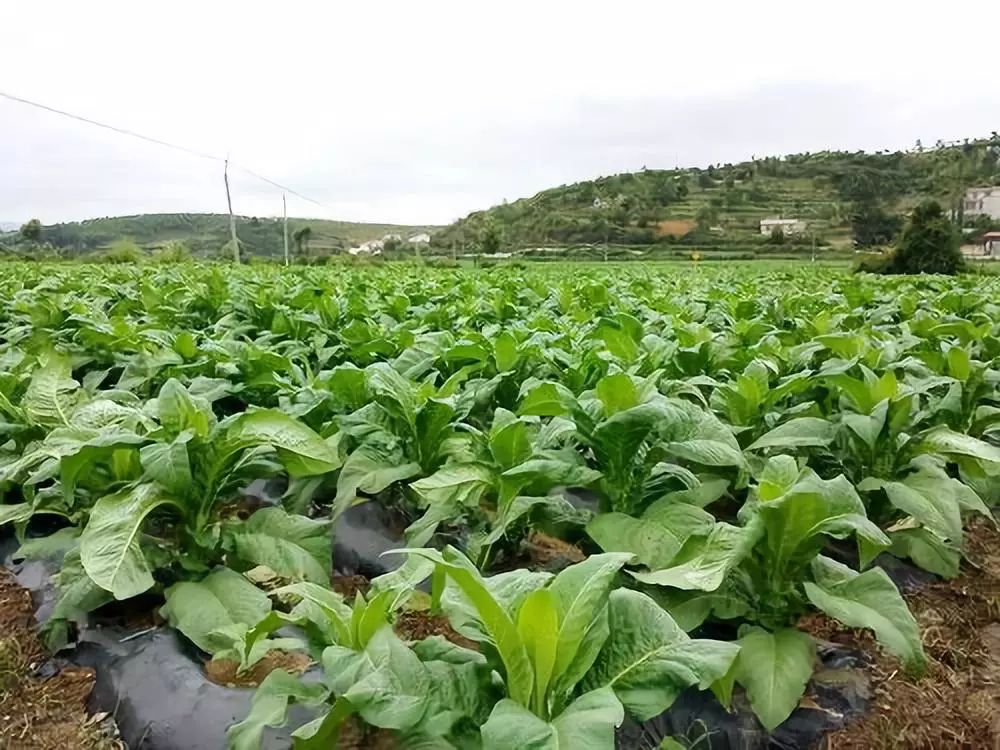 蔬菜種植,養殖業,勞務及商貿等主要經濟收入來源於烤煙,大面積種植