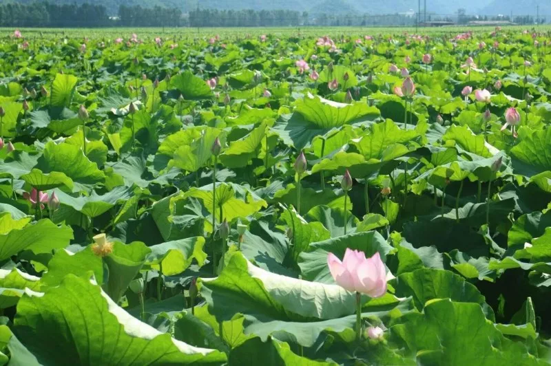 8月盛夏看荷花離昆明不遠高鐵直達普者黑萬畝荷塘競相盛開