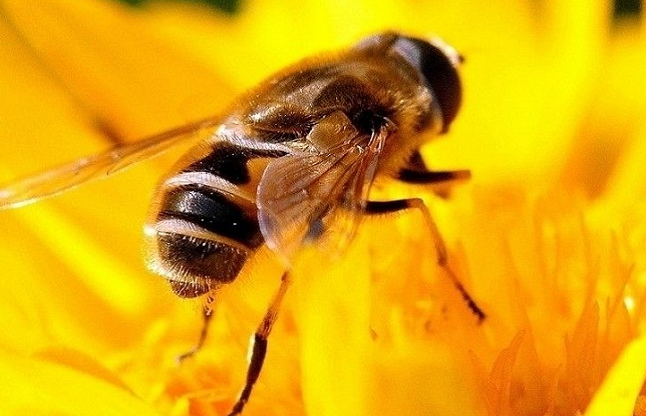蜜蜂小百科一文了解蜜蜂界的几大品种