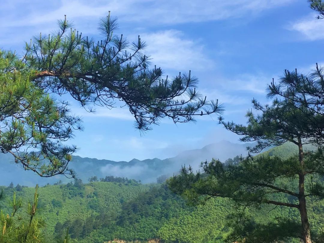 風之谷靠近臨安天目山景區,位於700米高的西天目龍嶺山脈上這是一片多