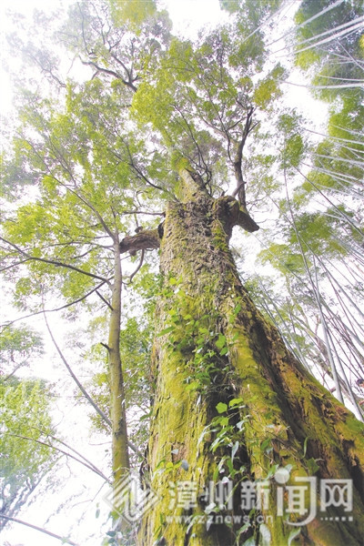 漳州保護古樹名木提升城鄉綠化品質建生態之城