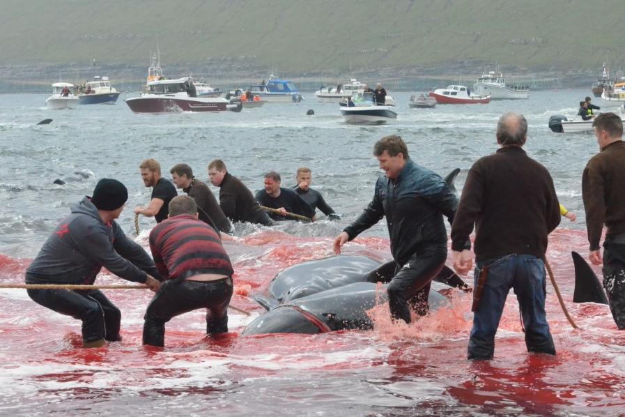 据外媒消息,每年的6月至9月,丹麦法罗群岛便会举行盛大的捕鲸活动
