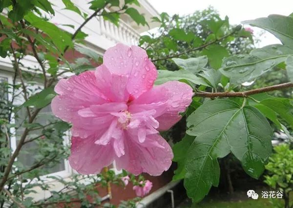 轻松掌握木槿花和扶桑花的区别图文