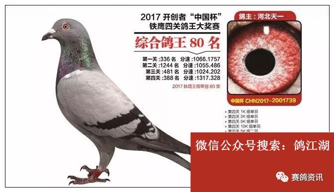 河北天一信鸽展厅图片