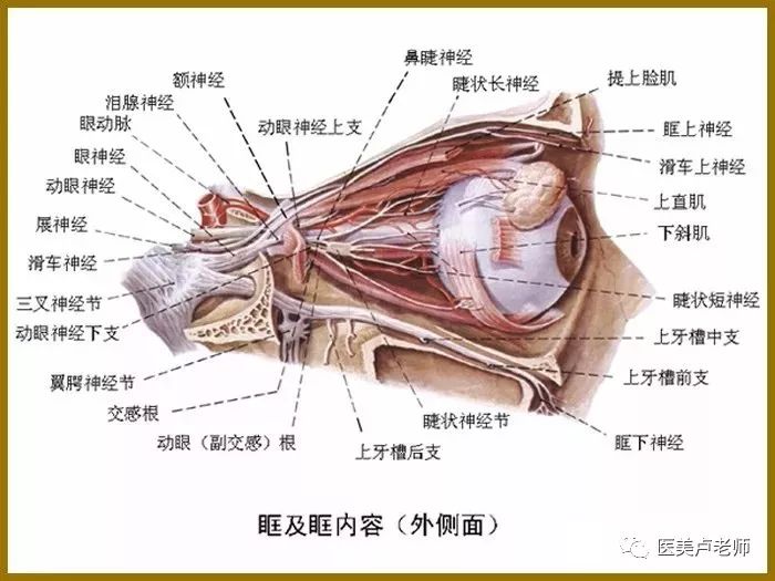 裂,窝2,眼眶和副鼻窦毗邻1,由7块颅骨构成,成四棱锥体眼眶眼睑,结膜