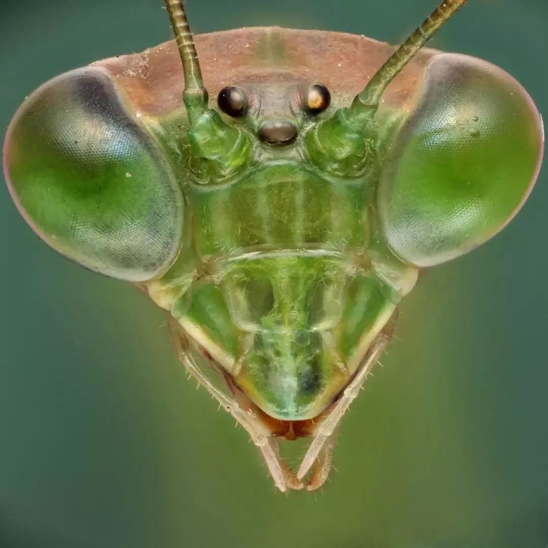 螳螂肖像图片