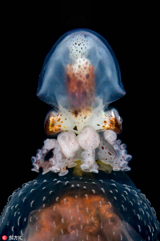 深海动物 长相图片