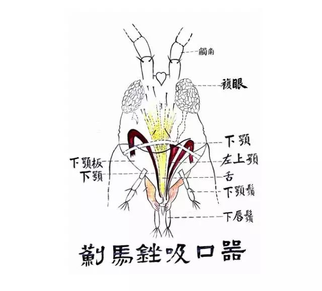 螳螂口器解剖图片图片