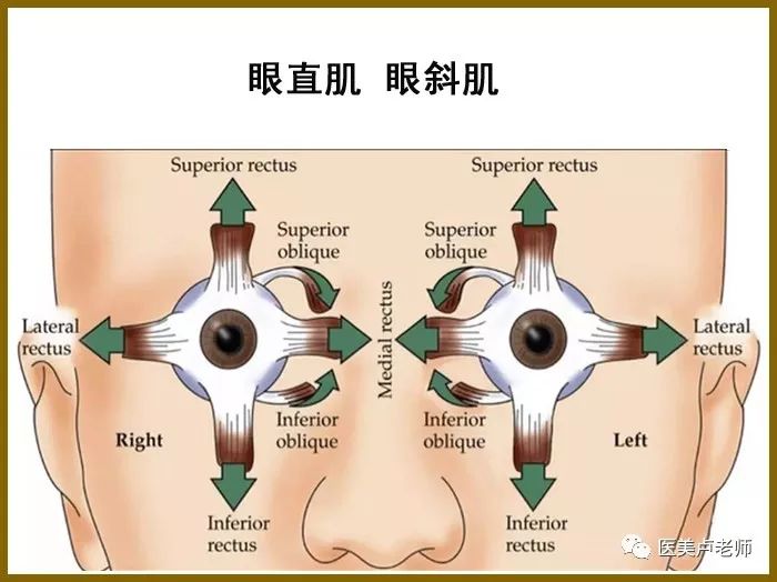 眼肌分布图图片