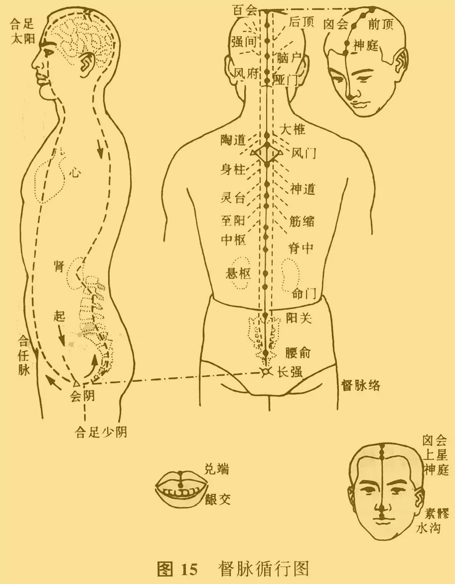 到達咽喉部,再上行環繞口唇,經過面部,進入目眶(承泣,屬足陽明胃經)