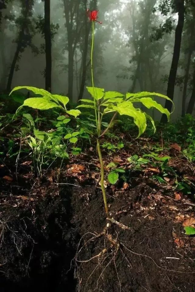 鲜野山参如何贮藏如何食用