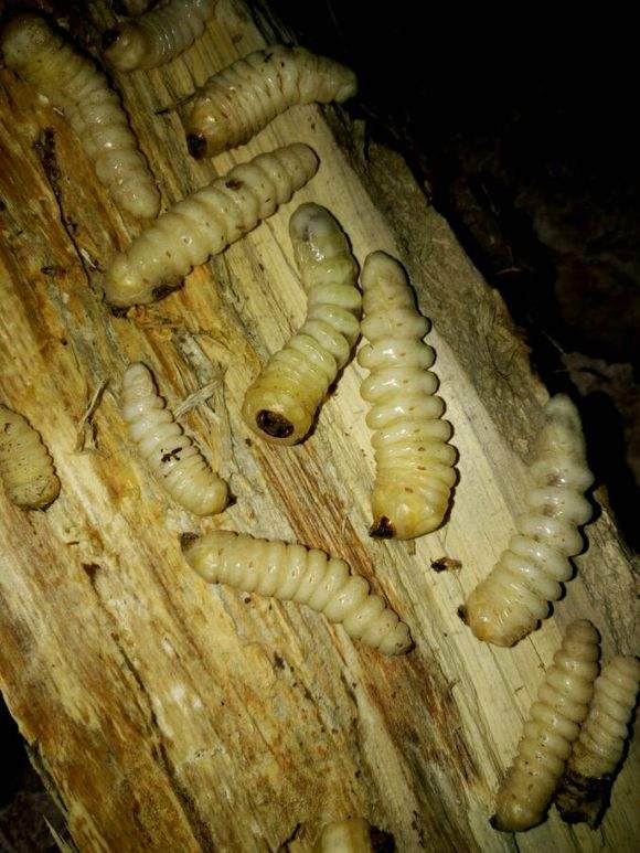 要是这些木柴里面 有虫子在生活着,往往就会发出虫子在啃吃木头时的