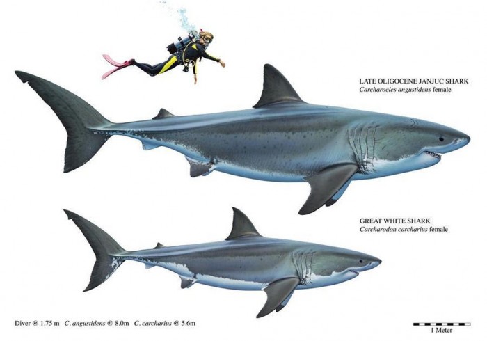 狭齿拟噬人鲨图片
