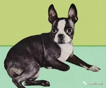 波士頓梗犬/boston terrier