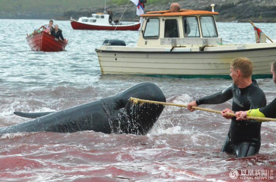 据外媒消息,每年的6月至9月,丹麦法罗群岛便会举行盛大的捕鲸活动