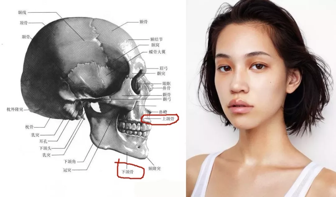 颌面带来的东方特点:和西方人的鼻基底饱满,下颏前伸特点不同,亚洲人