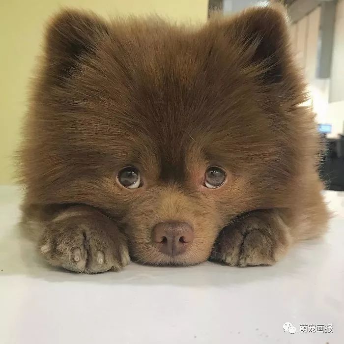 一枚可愛的棕色博美犬,萌萌噠