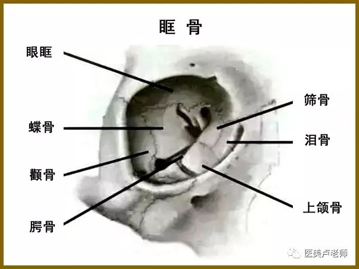 眼瞼,結膜,淚器,眼外肌,眼眶眼附屬器:眼瞼:不瞭解眼部結構,不深入