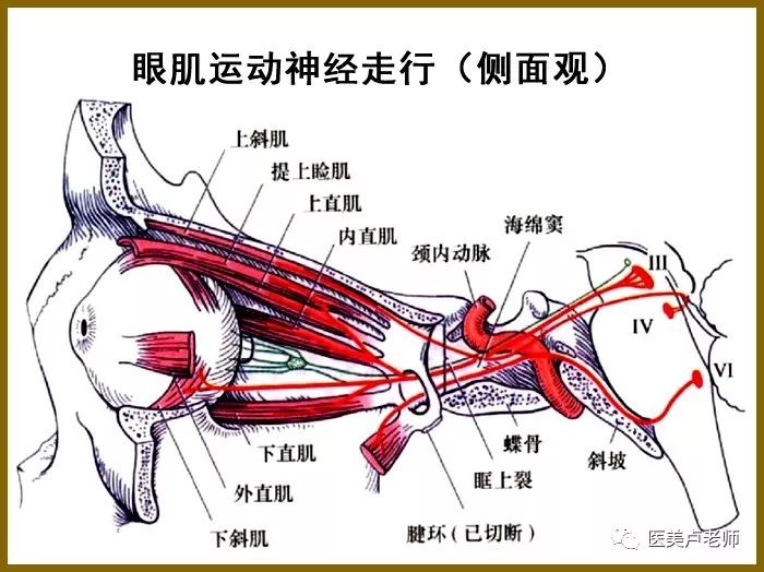 眼部肌肉解剖结构图解图片