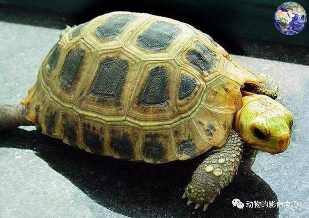 酷爱吃西红柿的龙爪龟,如今已经被吃成了保护动物