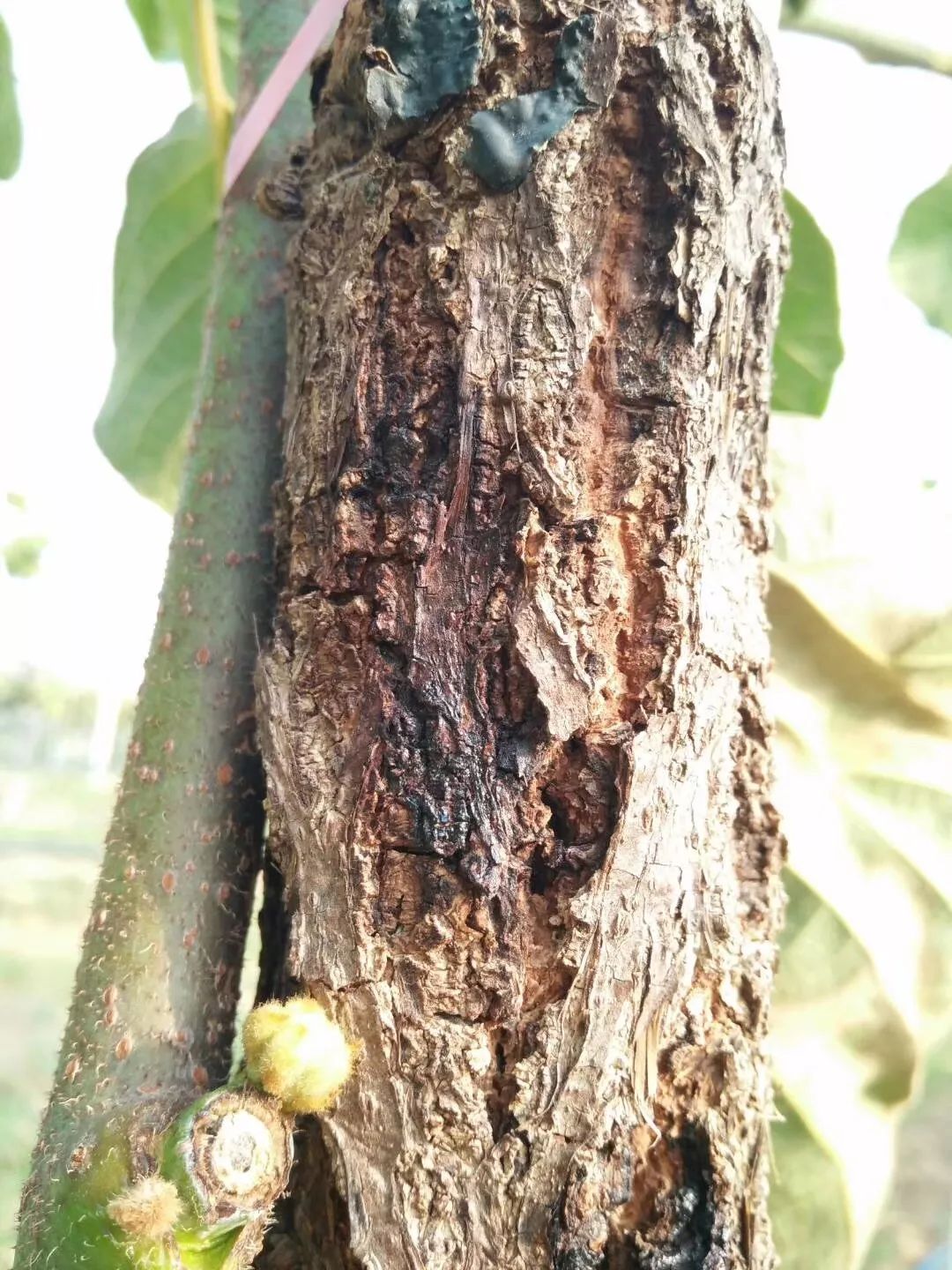 猕猴桃叶溃疡图片图片