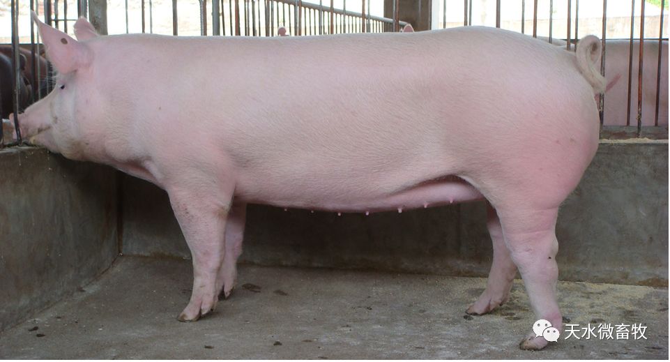 大约克夏猪是英国在18世纪育成的,是世界上著名的