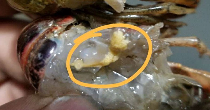从外表观测小龙虾母虾卵巢发育情况:卵巢发育处于初期的小龙虾体色大