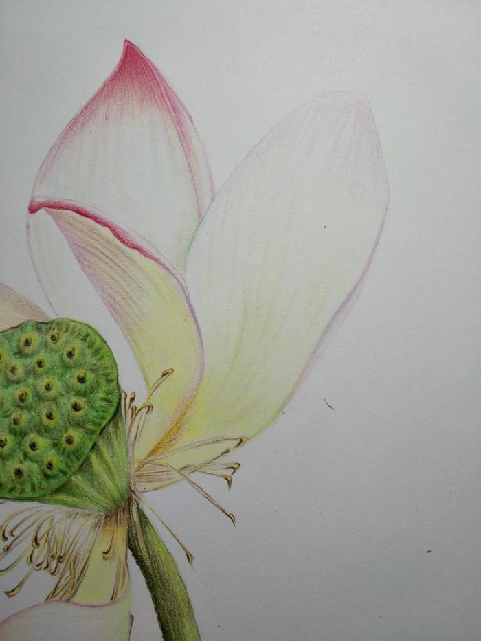 零基础学彩铅第十六课:荷花彩铅手绘详细过程之花蕊花瓣