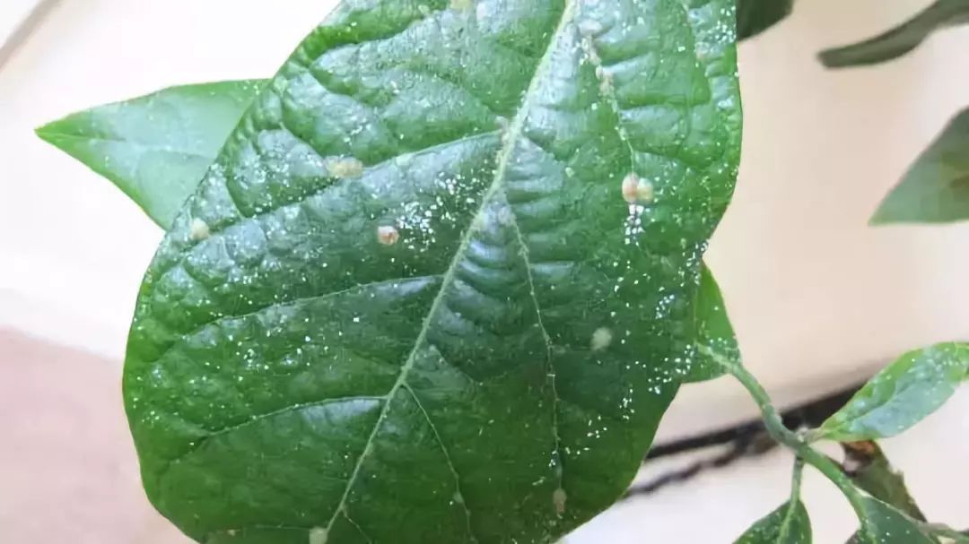 植物的叶子和枝条上出现一些粘稠的汁液,那也有可能是粉蚧或介壳虫留