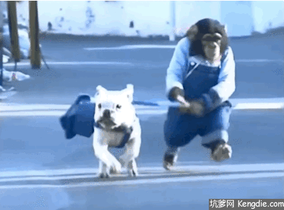 猴子骑狗gif图片