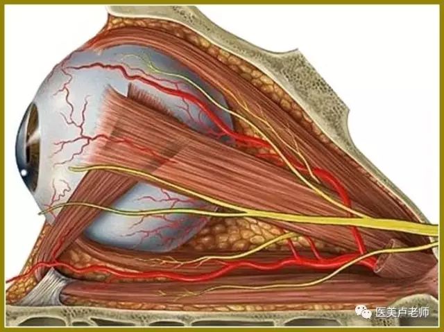 睫状后长动脉图片