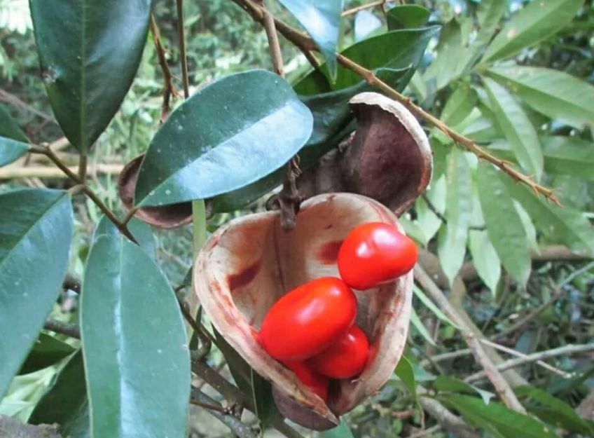 【罕见】大足发现九棵千年红豆树,浓浓相思红豆情