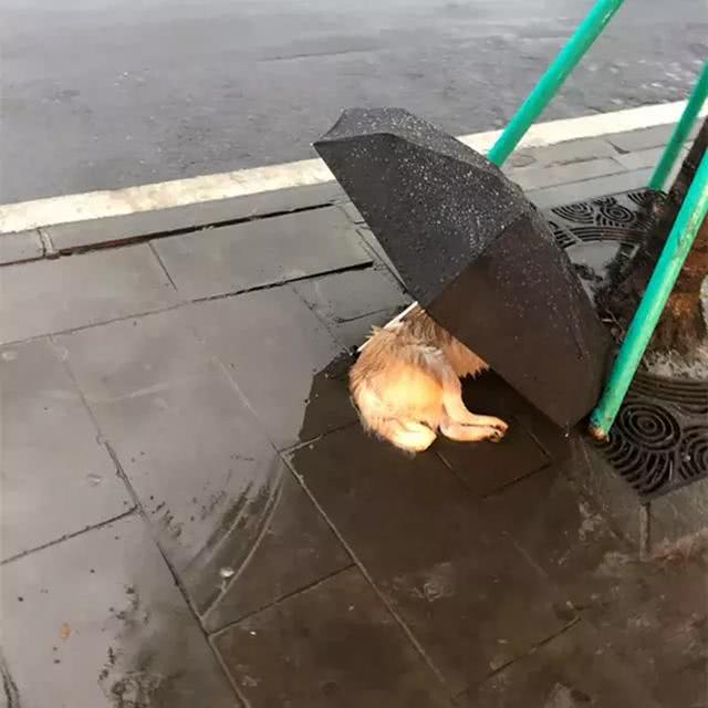 流浪狗在雨中瑟瑟发抖网友恰好路过默默留下了手中的雨伞