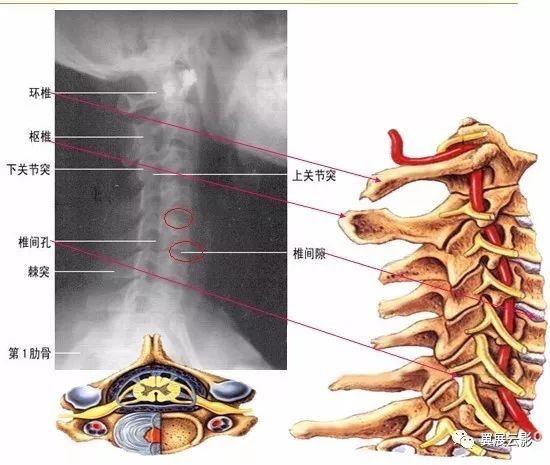 临床颈椎x 光片阅读十讲