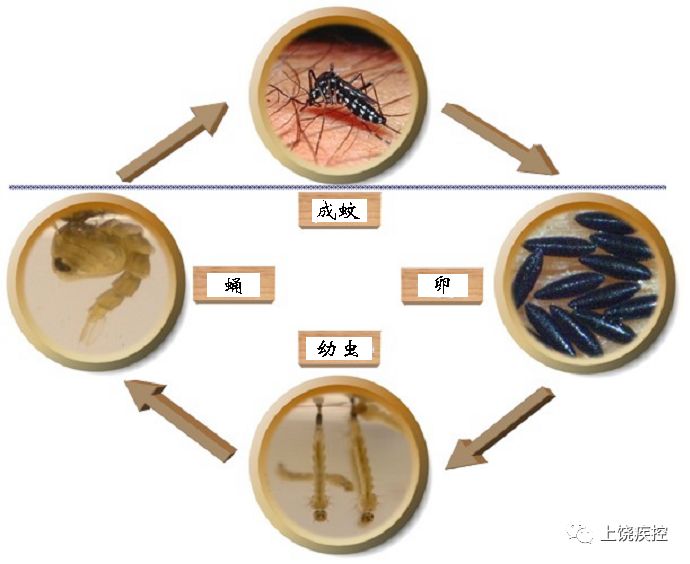 蛹,和成蚊(蚊子)4个阶段,其中卵,幼虫,蛹必须在水里生长发育已羽化