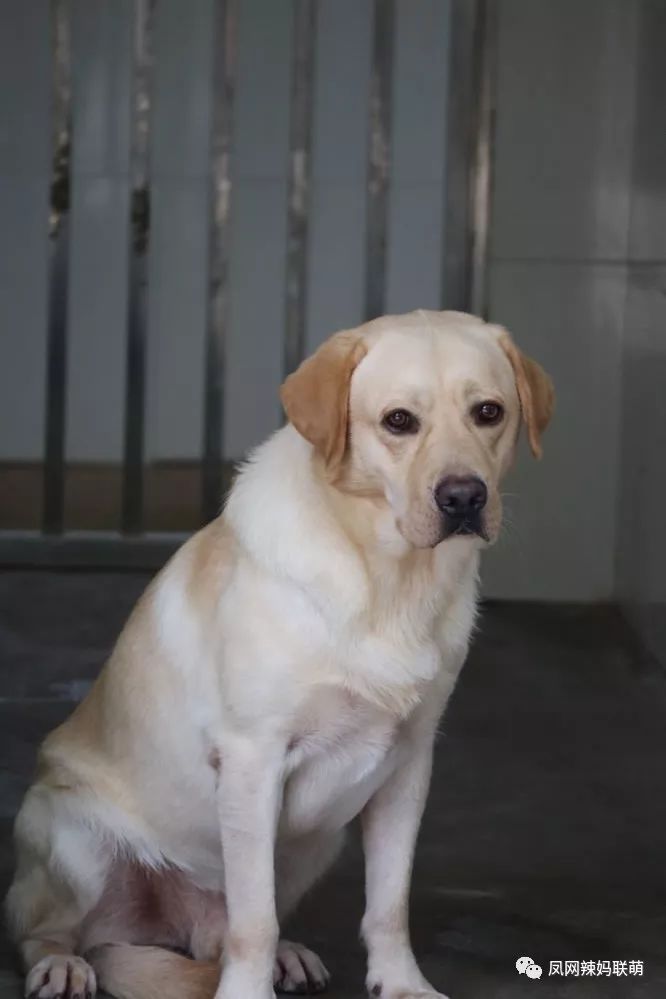 永恒警犬妈妈图片