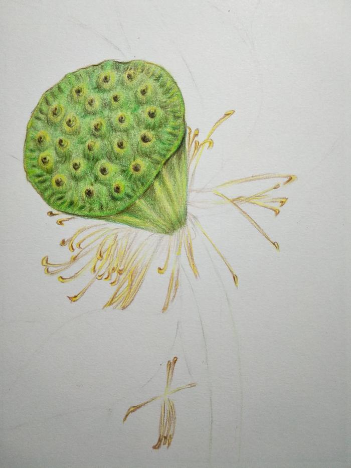 零基础学彩铅第十六课:荷花彩铅手绘详细过程之花蕊花瓣