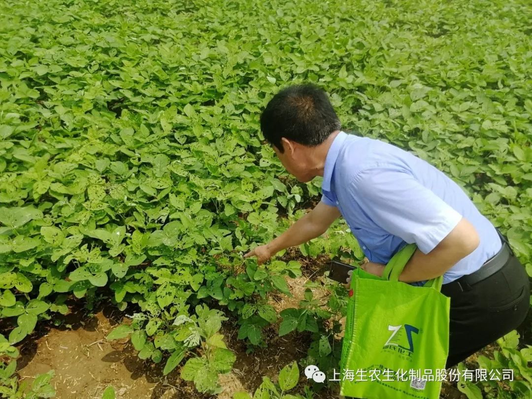 戕滅在大豆青蟲防治效果示範