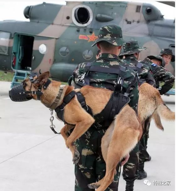 現在,北京擁有自己的軍犬訓練中心和繁育項目.