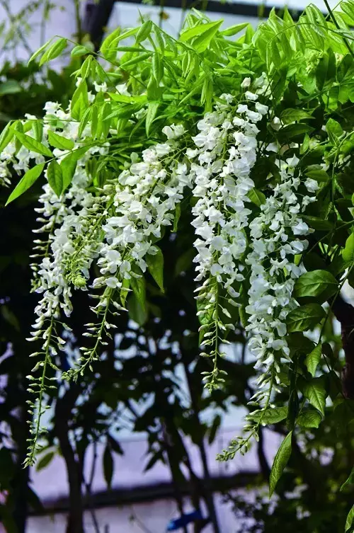 多花紫藤'蓝梦 wisteria floribunda'blue dream'多花紫藤'罗萨'